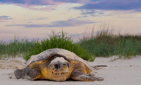 Changing nesting times won’t reverse sea turtle hatchling decline